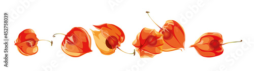 Winter cherry. Handful of Physalis berries isolated on white.