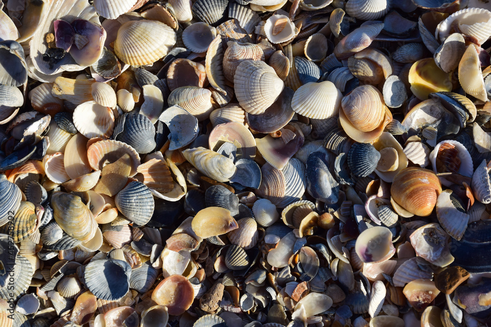 There are a lot of seashells of different shapes and colors for the whole frame.