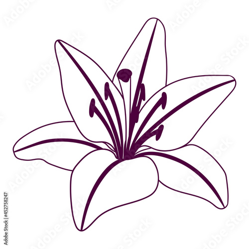 Illustration of stylized lily flower. Decorative image of beautiful bud.