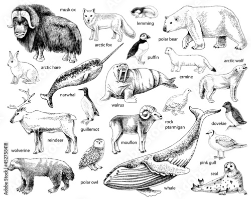 Monochrome Hand drawn Arctic animals collection