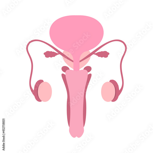 Colorful male human reproductive system on white background. Anatomically correct male reproductive organ illustration.