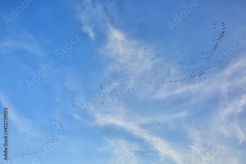 Beautiful birds flying in blue sky on sunny day