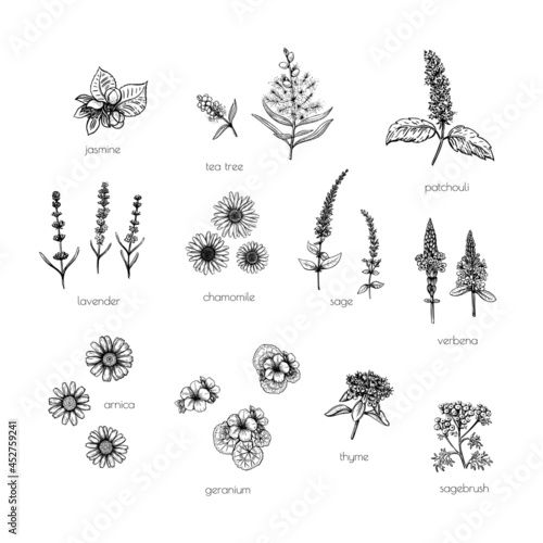 Vintage set illustration with flower aroma sketch black on white background. Spring design.
