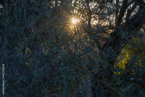 Soleil du matin au travers des branches d'un Olivier, Var, Provence-Alpes-Côte d’Azur, France photo