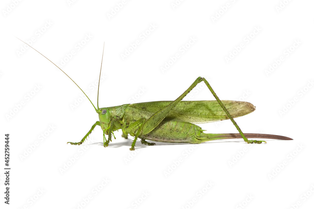 large green grasshopper large green grasshopper