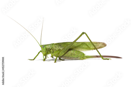 large green grasshopper