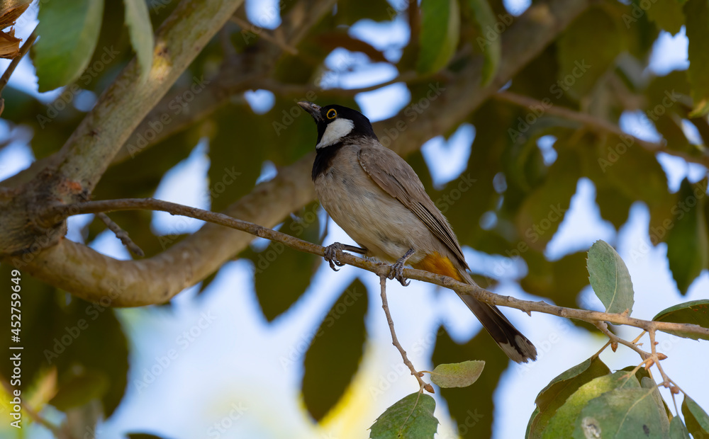 White-eared Bulbul bird on tree branch in home garden ( Pycnonotus leucotis ) White-eared Bulbul bird on tree branch in home garden ( Pycnonotus leucotis )