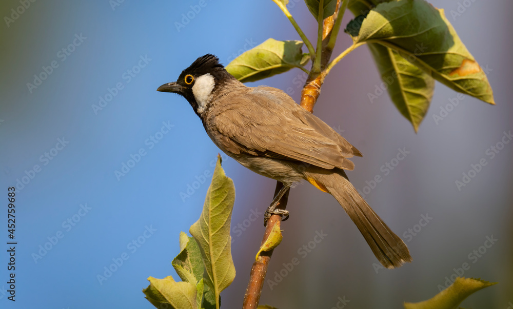 Obraz premium White-eared Bulbul bird on tree branch in home garden ( Pycnonotus leucotis )
