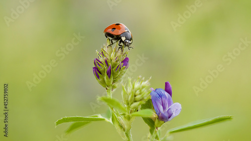 ladybird on a flower