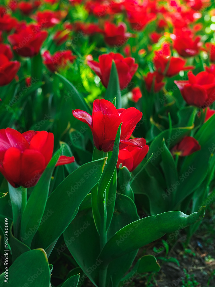 Beautiful red tulips Couleur Cardinal on a flowerbed in the park Beautiful red tulips Couleur Cardinal on a flowerbed in the park