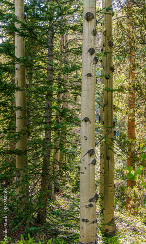 Fototapeta Naklejka Na Ścianę i Meble -  Aspen and spruce trees in the meadow along South Chicago creek and Hefferman Gulch road near Echo Lake Park in Colorado