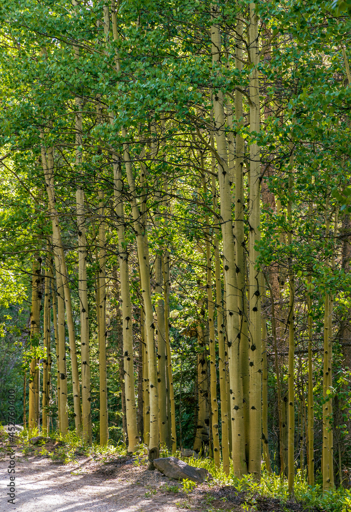Aspen and spruce trees in the meadow along South Chicago creek and Hefferman Gulch road near Echo Lake Park in Colorado