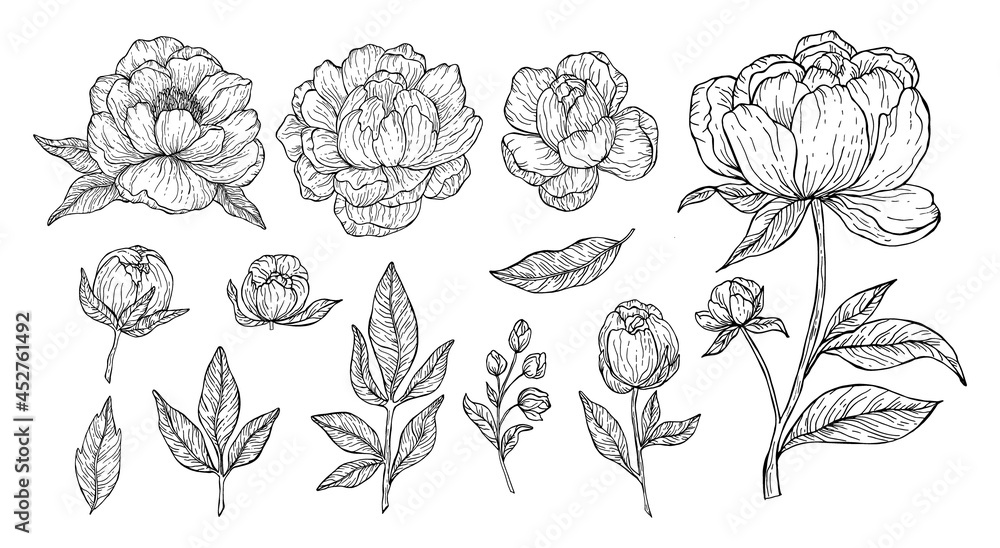 Black outline floral art on white background. Beautyful peonies flowers and leaves set for invitations and cards design. Vector botanical clipart.