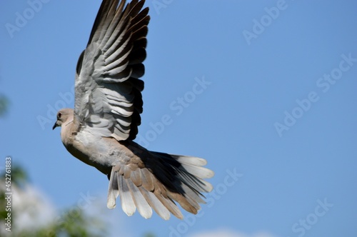 a gray dove with outstretched wings in flight