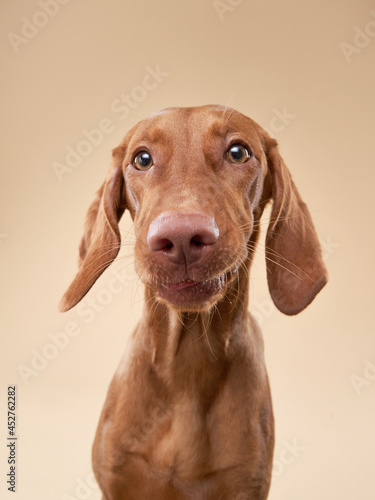funny portrait of dog . Hungarian vizsla on a beige background