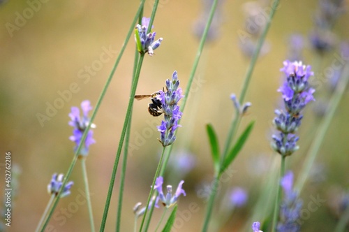 Fototapeta Naklejka Na Ścianę i Meble -  a small beetle on a purple lavender flower
