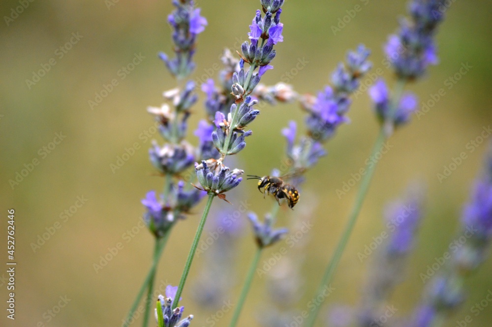a small beetle on a purple lavender flower a small beetle on a purple lavender flower