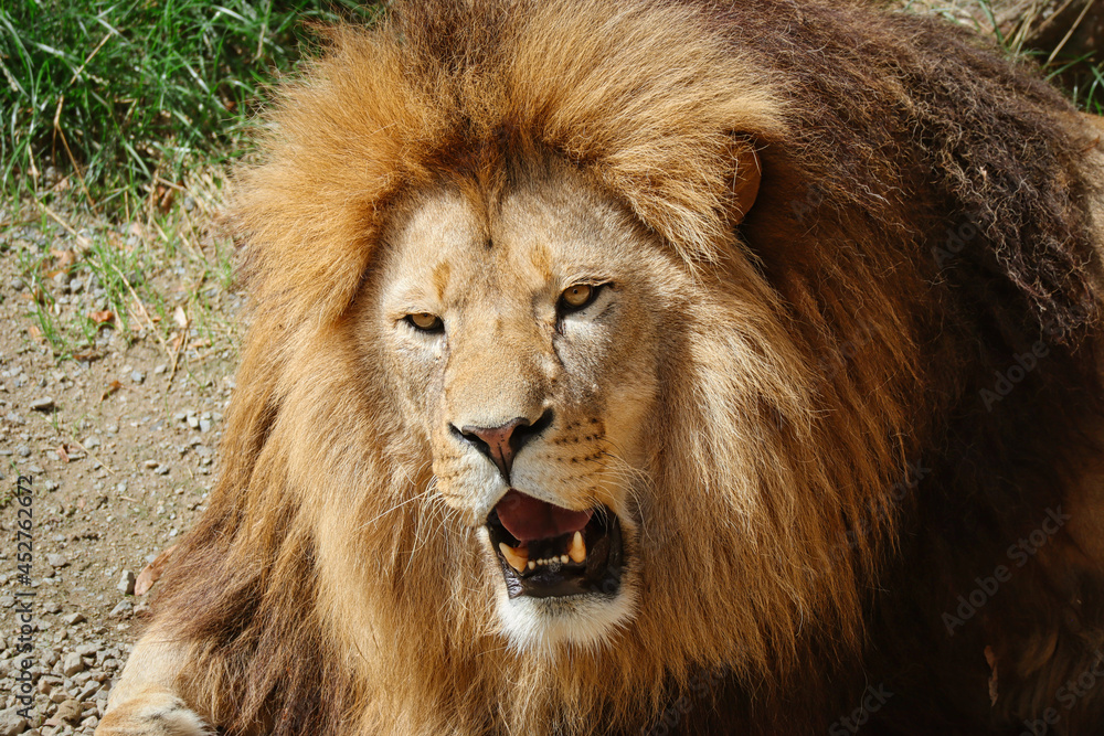 Close-up of African Lion Head with Open Mouth in Zoo. Beautiful Portrait of Panthera Leo with Mane in Zoological Garden.