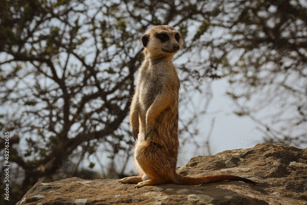 Fototapeta premium Standing Meerkat on a Stone in Zoo. Cute Watchful Small Mongoose (Suricata Suricatta) in Zoological Nature.