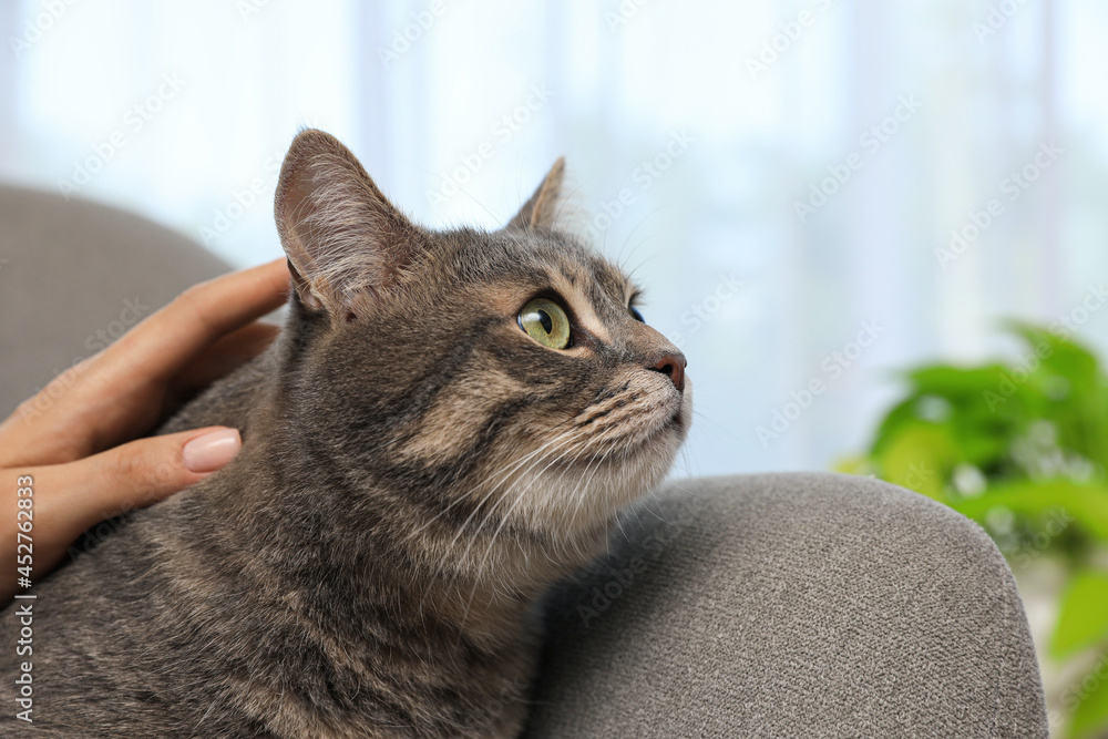 Woman stroking grey tabby cat at home, closeup. Cute pet