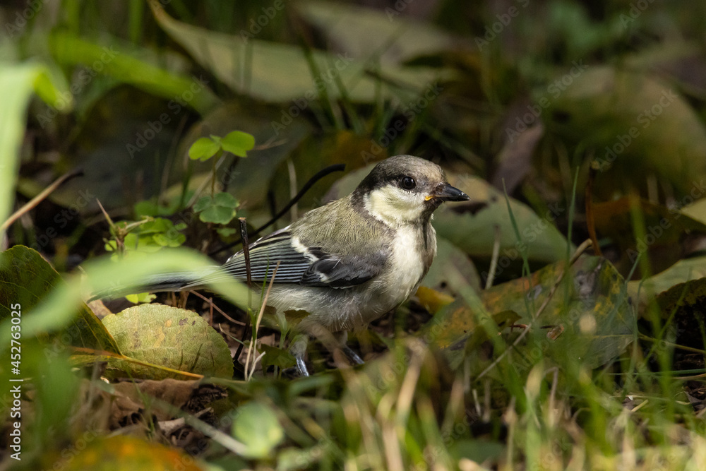 何かを食べる幼い小鳥