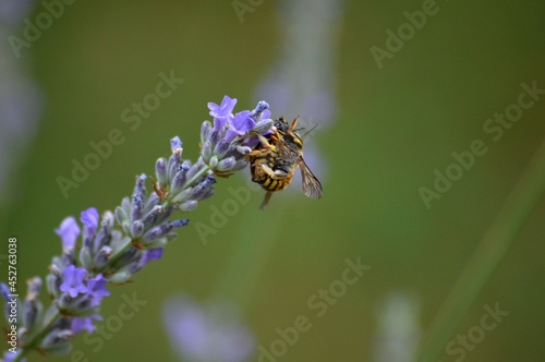small yellow beetles mate on the purple lavender flower