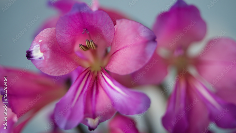 purple iris flower