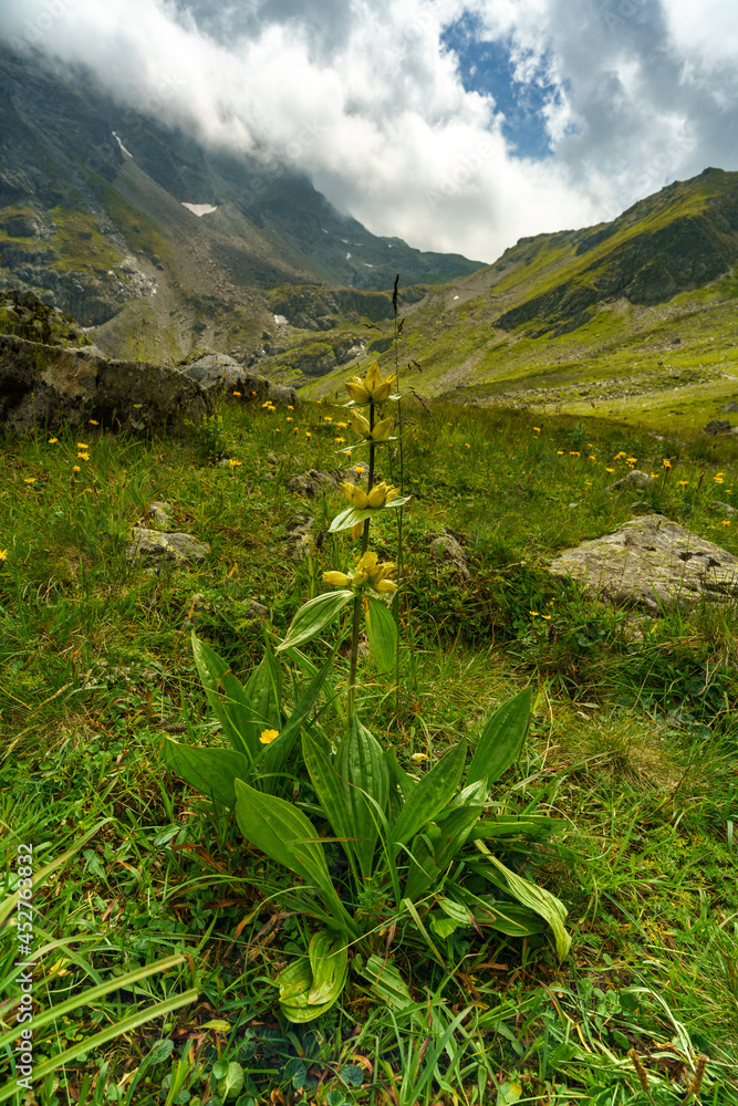 Fototapeta premium gelber Enzian auf der steinigen Wiese in den Alpen von Österreich. Auf dem Schafberg kommen viele Steine von den Bergen herunter. Wolken ziehen um die Berggipfel herum