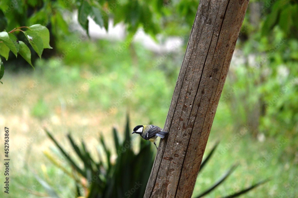 a small yellow bird on a tree