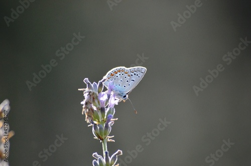 a blue butterfly on a purple lavender flower