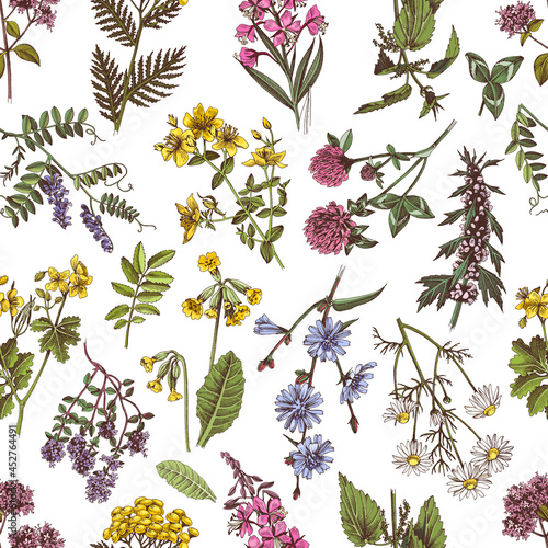 Hand drawn seamless pattern of medicinal herbs