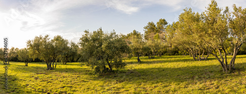 Lever de soleil sur une oliveraie, Lorgues, Var, Provence-Alpes-Côte d’Azur, France