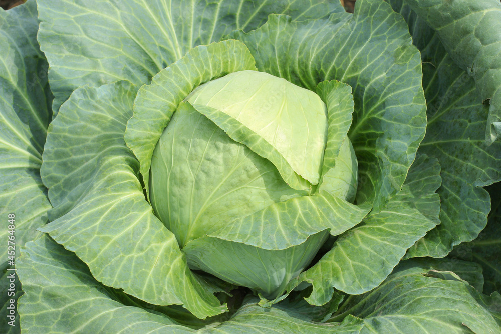Obraz premium Head of cabbage