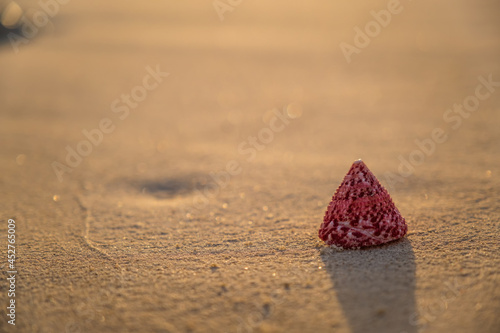 Fototapeta Naklejka Na Ścianę i Meble -  beautiful colorful sea shell of marine gastropod mollusk Turban snail Turbinidae, Top Snail, Pyramid Snail on beach sand. Macro, detail view. Crossroads Maldives, saii lagoon. July 2021