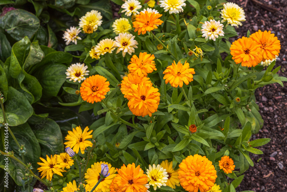 Close up view of orange dahlias flowers isolated on green background. Beautiful nature backgrounds. Close up view of orange dahlias flowers isolated on green background. Beautiful nature backgrounds.