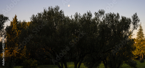 Pleine lune au-dessus des oliviers, Var, Provence-Alpes-Côte d’Azur, France photo