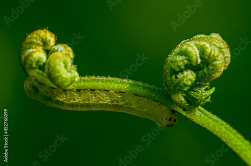 Selective focus shot of a caterpillar on a fern photo