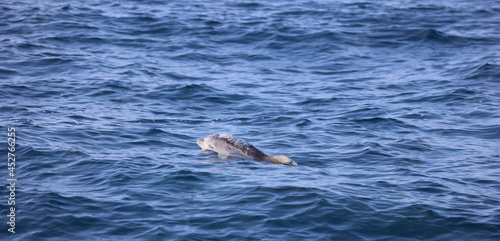 Baby Bottlenose Dolphin 