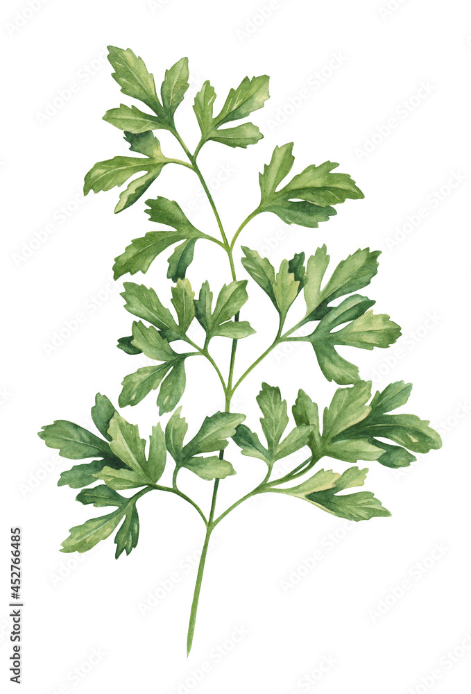 Watercolor parsley herb hand drawn illustration Watercolor parsley herb hand drawn illustration