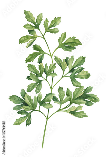 Watercolor parsley herb hand drawn illustration