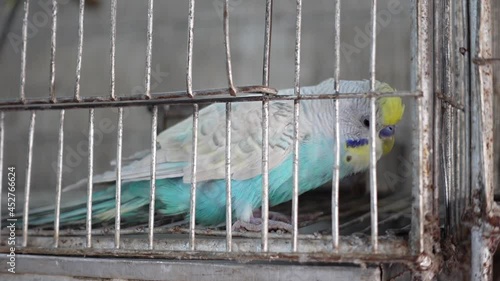 A yellow-faced Budgerigar bird is suffering from a sick condition in a steel cage. Yellowface and sky-blue split mutation budgerigar bird.  photo