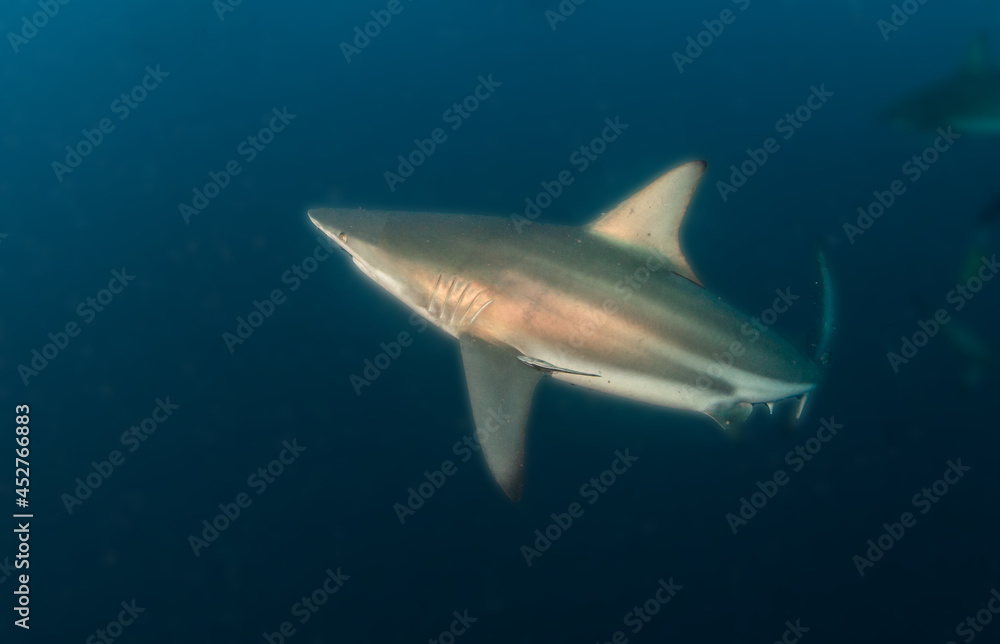 Fototapeta premium Blacktip (Zambezi) Shark in South Africa