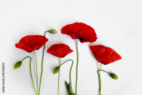Fototapeta Naklejka Na Ścianę i Meble -  Red poppies on a white background. Postcard in the style of minimalism, place for text, close-up