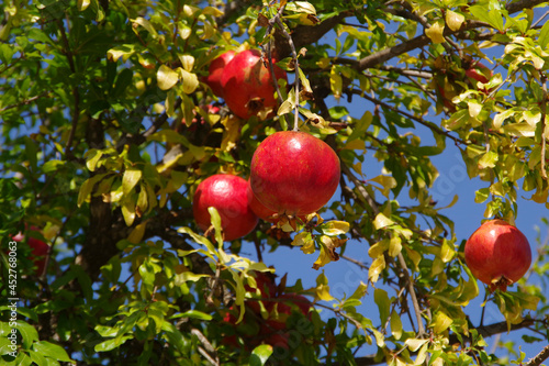 Pomegranate tree with ripe red fruits.