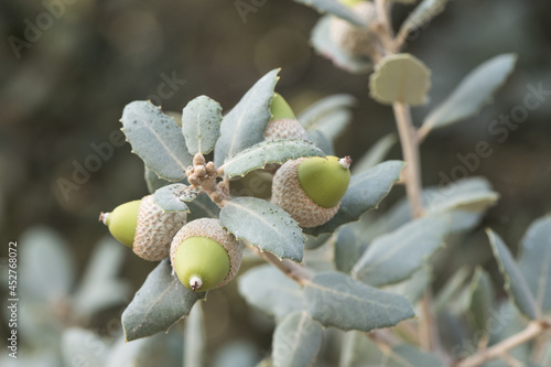 Foto Quercus ilex subs ballota still immature green acorns with green oak leaves with