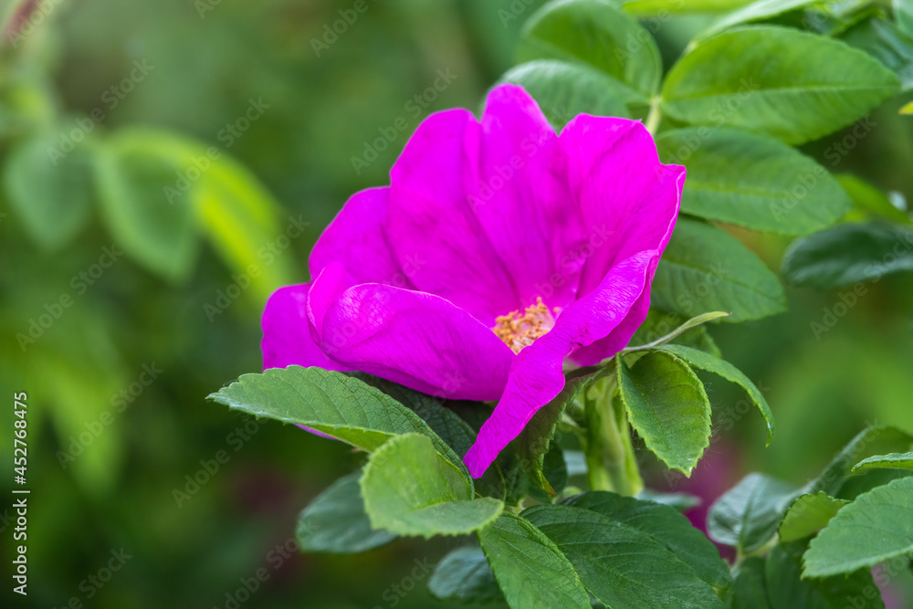Blooming rosehip flower, beautiful pink flower on a bush branch. Beautiful natural background of blooming greenery.