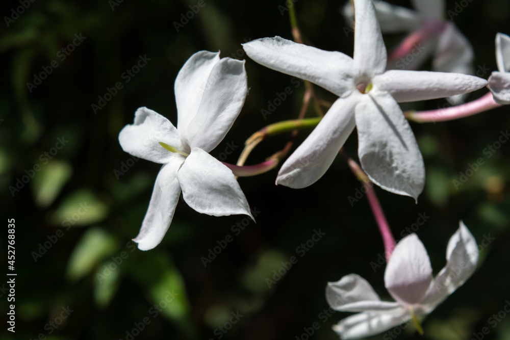Fototapeta premium Flores brancas com quatro pontas em meio a mata - Paisagem natual