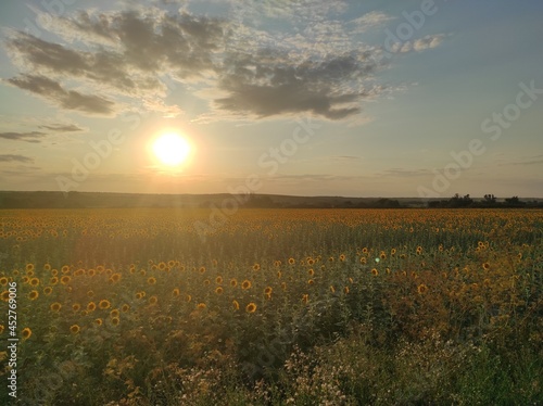 red sunset and a large field of yellow sunflowers