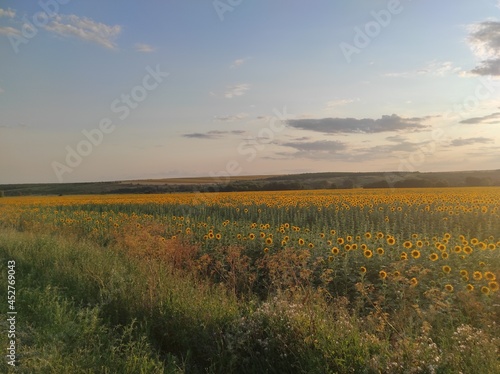 red sunset and a large field of yellow sunflowers
