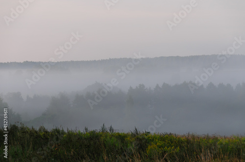 Landscape with a view of the tops of trees  spruce